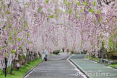 Beautiful pink tunnels of ShidarezakuraWeeping Cherry blossoms on the Nicchu Line,Kitakata,Fukushima,Tohoku,Japan Stock Photo