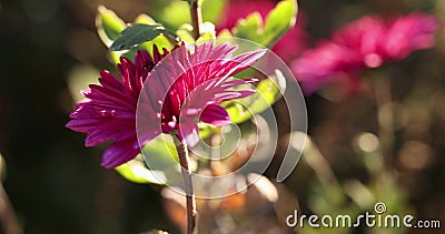 Beautiful pink violet chrysanthemum with dew drops in the garden. Sunny day, shall depth of the field stock video footage Beautiful pink violet chrysanthemum with dew drops in the garden. Sunny day, shall depth of the field stock video footage