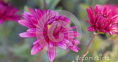 Beautiful pink violet chrysanthemum with dew drops in the garden. Sunny day, shall depth of the field stock footage Beautiful pink violet chrysanthemum with dew drops in the garden. Sunny day, shall depth of the field stock footage
