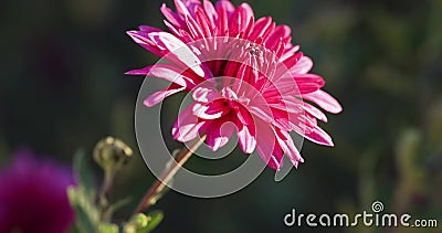 Beautiful pink violet chrysanthemum with dew drops in the garden. Sunny day, shall depth of the field stock video Beautiful pink violet chrysanthemum with dew drops in the garden. Sunny day, shall depth of the field stock video