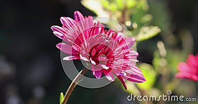 Beautiful pink violet chrysanthemum with dew drops in the garden. Sunny day, shall depth of the field stock video Beautiful pink violet chrysanthemum with dew drops in the garden. Sunny day, shall depth of the field stock video