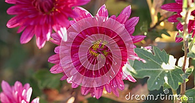 Beautiful pink violet chrysanthemum with dew drops in the garden. Sunny day, shall depth of the field stock footage Beautiful pink violet chrysanthemum with dew drops in the garden. Sunny day, shall depth of the field stock footage
