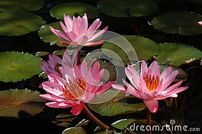 Birmingham Botanicals waterlillies Stock Photo