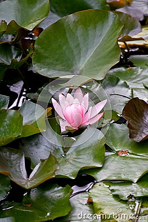 Pink Water Lilly, Dublin botanical garden, Ireland Stock Photo