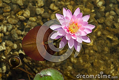 Beautiful pink water lily bloom, natural swimming pool, relaxation meditation Stock Photo
