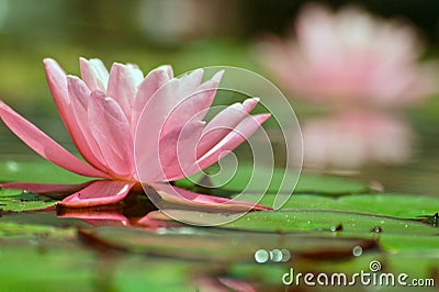 Beautiful pink water lilly in a pond Stock Photo