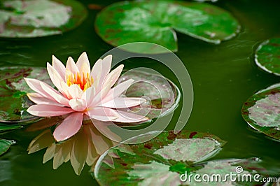 Beautiful pink waterlily or lotus flower in pond Stock Photo