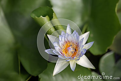 Beautiful pink waterlily or lotus flower in pond Stock Photo