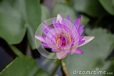 Beautiful pink waterlily or lotus flower in pond Stock Photo