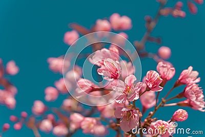 Beautiful Pink white Cherry blossom flowers tree branch in garden with blue sky, Sakura. natural winter spring background. Stock Photo
