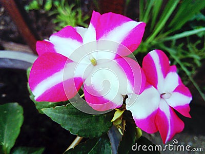 Pink white impatiens flower Stock Photo