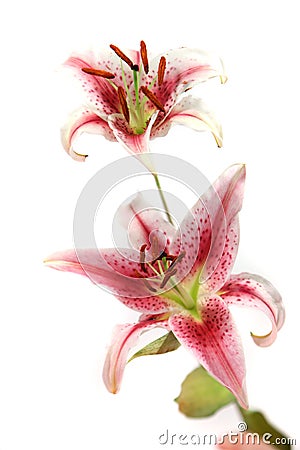 Beautiful pink and white iris isolated on white background Stock Photo