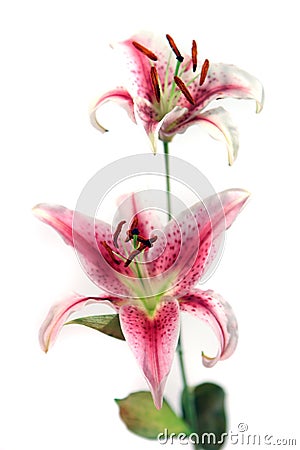 Beautiful pink and white iris isolated on white background Stock Photo