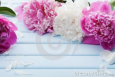 Beautiful pink and white peony flowers on blue vintage background Stock Photo