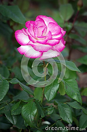 Beautiful pink and white rose on dark green background Stock Photo