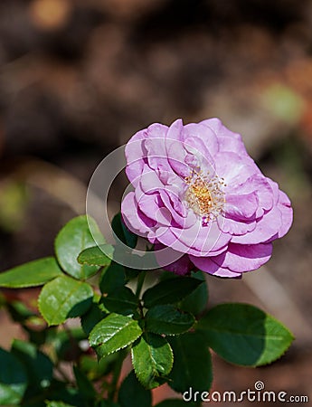 Beautiful pink yellow rose flower on a sunny day. Stock Photo