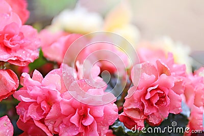 Beautiful Pink and Yellow Soft Begonia Flowers Glowing Background Stock Photo