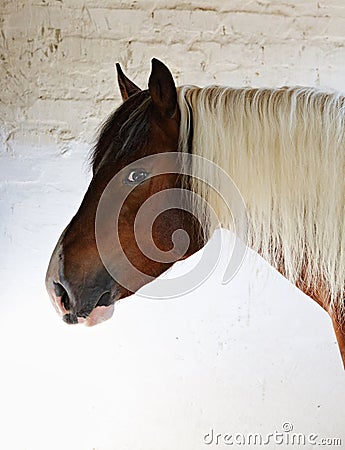 Beautiful pinto gypsy vanner stallion portrait in stud Stock Photo