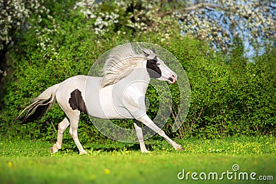Beautiful pinto horse Stock Photo