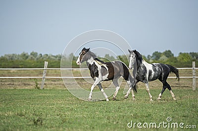 Beautiful pinto horses at gallop Stock Photo