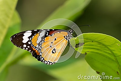 Plain Tiger butterfly Danaus chrysippus Stock Photo