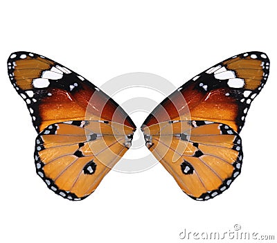 Beautiful plain tiger butterfly wings on background Stock Photo