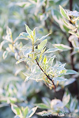 Beautiful plant Cornus alba Elegantissima Stock Photo