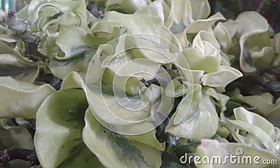 Beautiful plant with dark green and light green mixed leaves Stock Photo