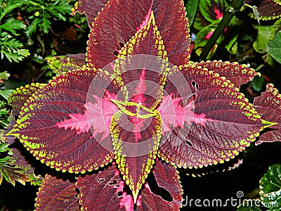 Picture of a big leaf Coleus plant Stock Photo