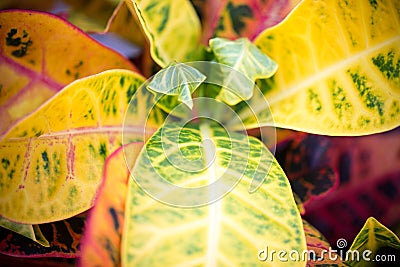 Beautiful plant leaves in summer Stock Photo