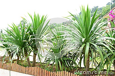 Beautiful Plant Stock Photo