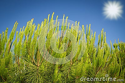 beautiful plant on nature near the sea background Stock Photo