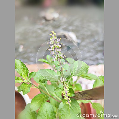 Beautiful plant in the pot in front of my house.. Holy basil Stock Photo