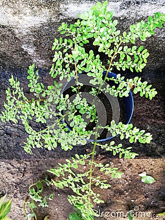 The beautiful plant in the pot Stock Photo