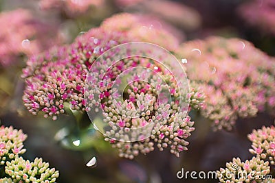 A beautiful plant with small buds in the spring garden. Stock Photo