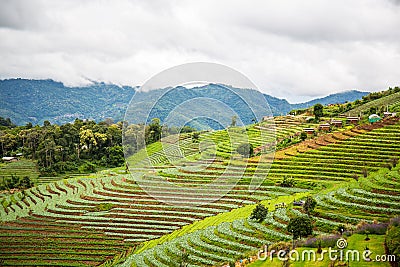 Beautiful plantation farm on moutain Stock Photo