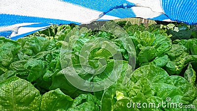 Beautiful plantation of lettuces to eat. Stock Photo