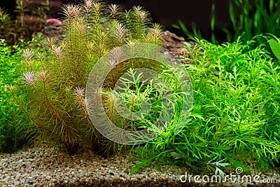 Beautiful planted tropical freshwater aquarium Stock Photo