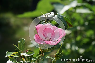 Ornamental rose `Marion`, cultivar Marion. Garden pink rose as an ornamental plant grown in the garden. Berlin, Germany Stock Photo