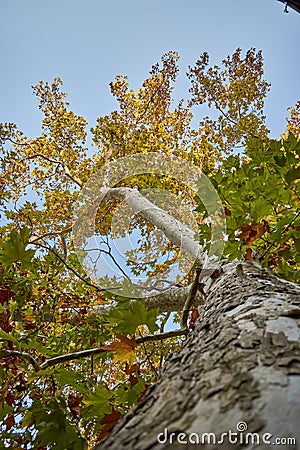 A beautiful platanus with leaves in summer blue sky long angle Stock Photo