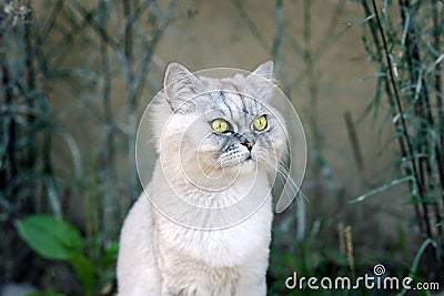 Beautiful playful grey and white groomed cat with big green eyes sitting outside Stock Photo