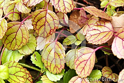 Plectranthus Verticillatus plant in the garden Stock Photo