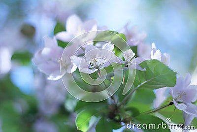 Beautiful plum blossoms Stock Photo