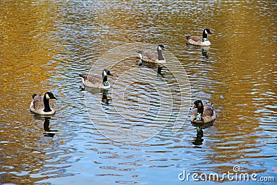 Group of gooses in the lakeshore Stock Photo