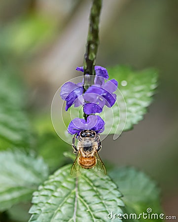 The beautiful pollinator, honey bee. A honey bee collecting pollen Stock Photo