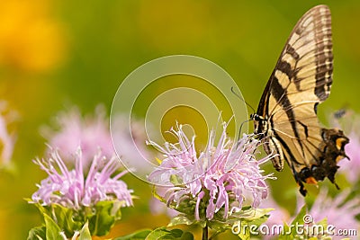 Beautiful pollinator spreading her wings in the field Stock Photo