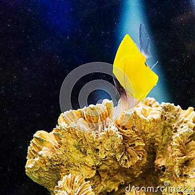 Beautiful pomacentridae saltwater Stock Photo