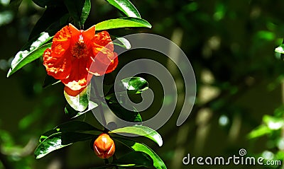 Beautiful Pomegranate bud and Flower. Stock Photo