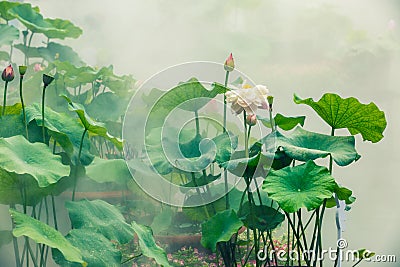 The beautiful pond lotus Stock Photo