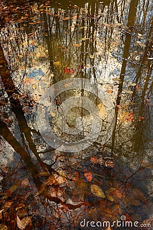 Beautiful Pond Reflection Stock Photo